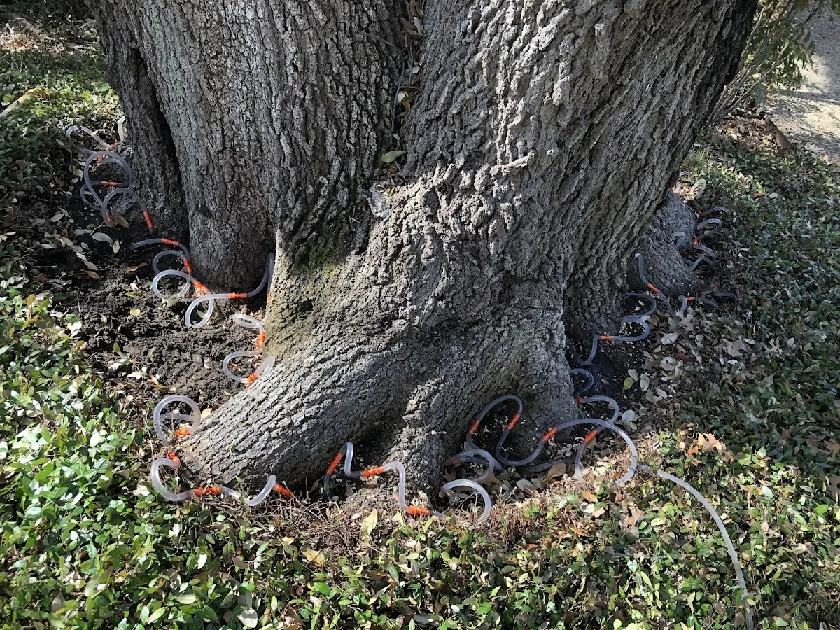 Detailed Tree Cabling and Bracing job site in Fort Recovery