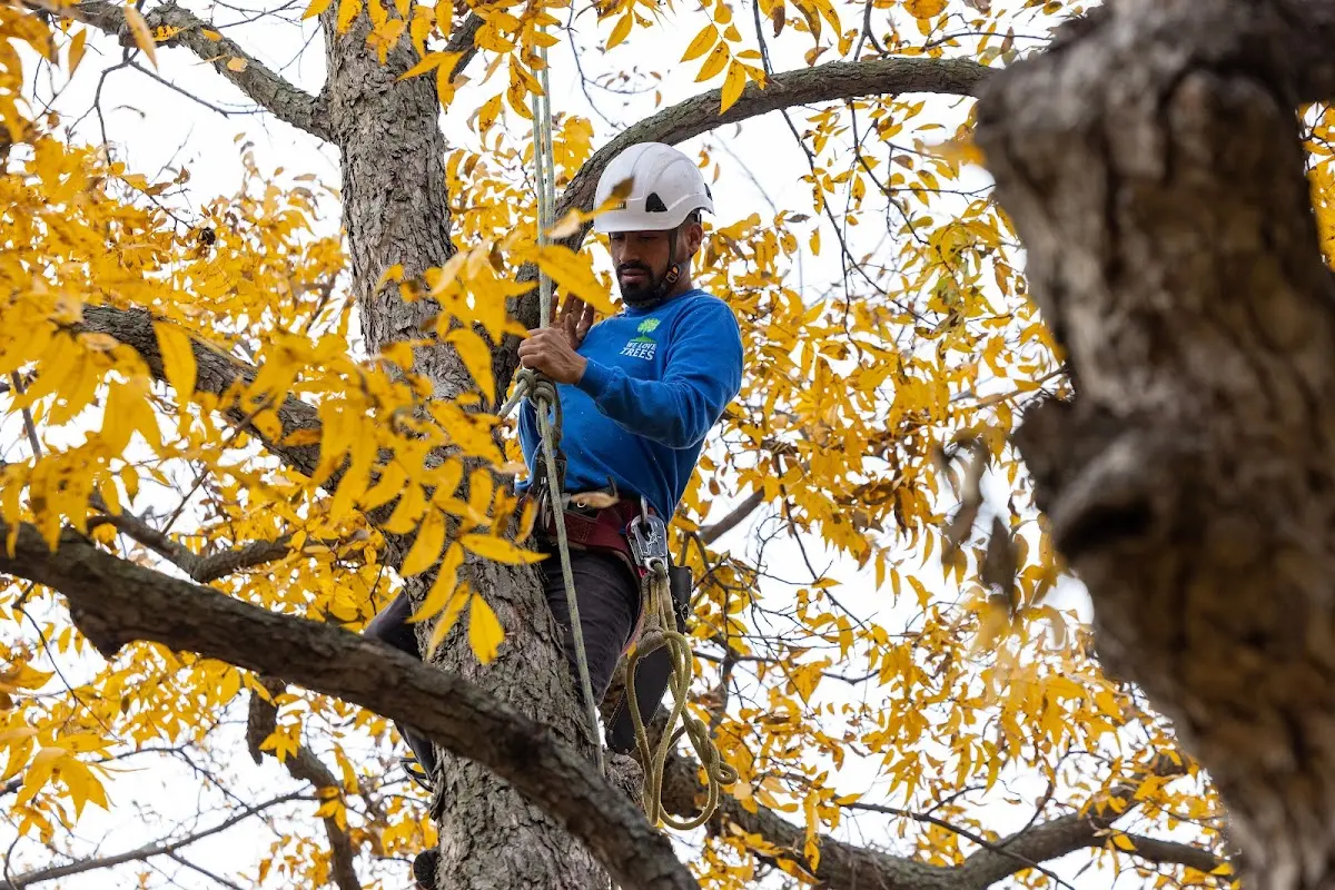 Skilled Tree Pruning crew working in Fort Recovery