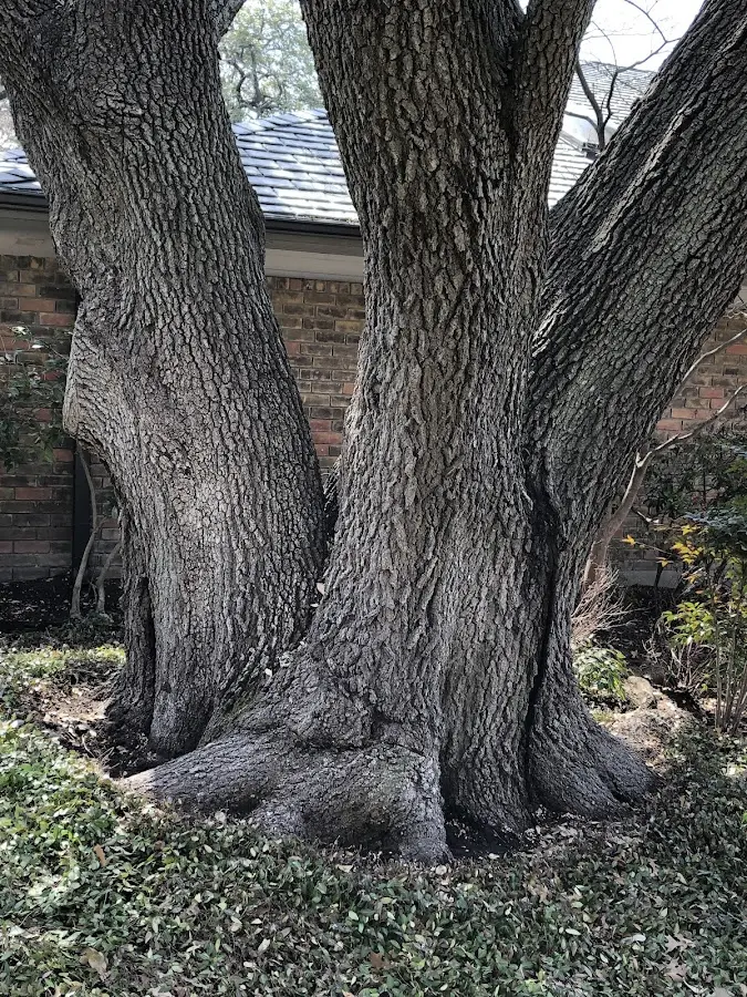Mature heritage tree close to a Fort Recovery property cared for by certified arborists